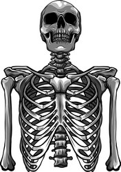 Human skeleton posing isolated on black background