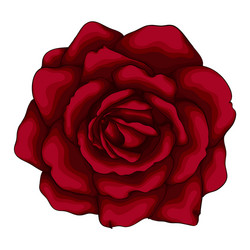 beautiful red rose isolated on white background vector