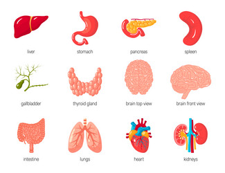 Human organs set icons in cartoon style vector