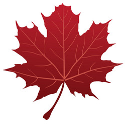Red maple leaf Royalty Free Vector Image - VectorStock