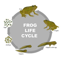 Frog life cycle Royalty Free Vector Image - VectorStock