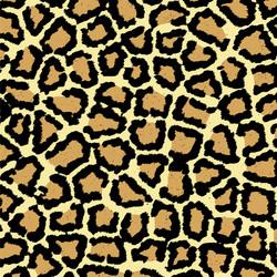 Leopard Print Pattern vector image