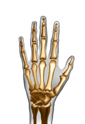 Frontal view x ray bones hand Royalty Free Vector Image