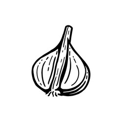 Garlic on white background vector