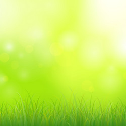 Green grass vector