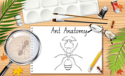 a doodle drawing ant anatomy vector