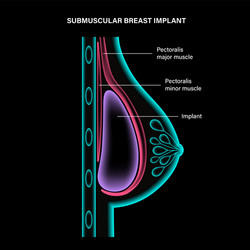 Beautiful Breast Realistic Vector Images (over 160)