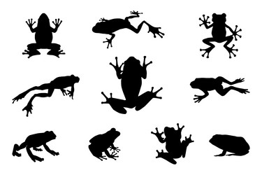 frog silhouette on white background Vector Image