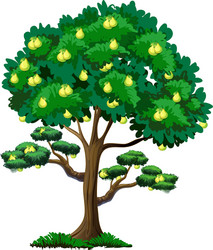 Isolated Pear Tree on White Background vector image