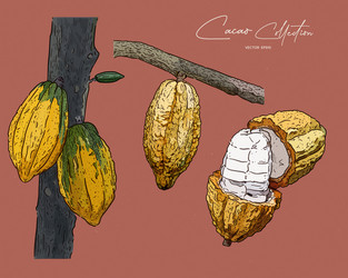 cacao hand draw sketch vector