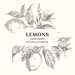 Lemon hand drawn circle frame with copy space Vector Image