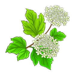 Guelder Rose Branch with Flowers Vector Image