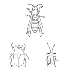 isolated object of insect and fly symbol set vector image