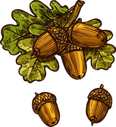 Thanksgiving Acorn & Oak Leaf Vector Image