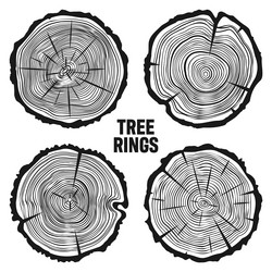 Round tree trunk cuts with cracks sawn pine vector