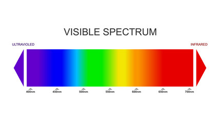 Spectrum visible light diagram portion vector