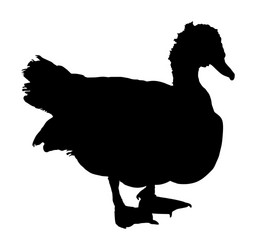 Muscovy Duck Silhouette Vector Image