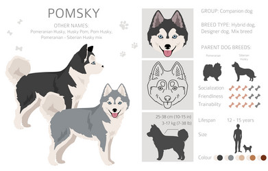 Pomsky clipart pomeranian husky mix different Vector Image
