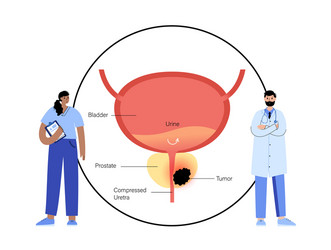 man reproducive system problems vector image