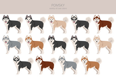 Pomsky clipart pomeranian husky mix different Vector Image