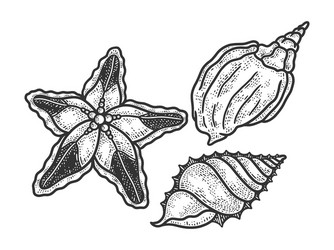 starfish and shells sketch vector