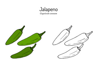 Jalapeno capsicum annuum official state pepper vector