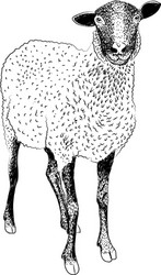 White sheep farm hand drawn sketch Royalty Free Vector Image