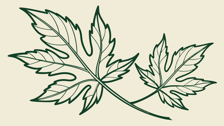 maple leaf branch outline design generative ai vector image