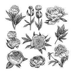 Set peony flowers isolated Royalty Free Vector Image
