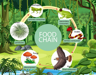 Food chain diagram concept Royalty Free Vector Image