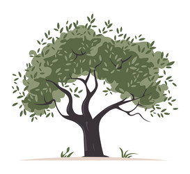 Olive tree hand drawn watercolor Royalty Free Vector Image