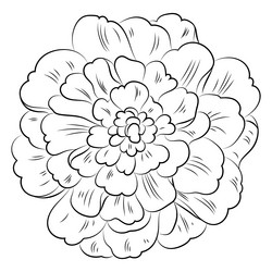 Marigold hand drawn high quality vector