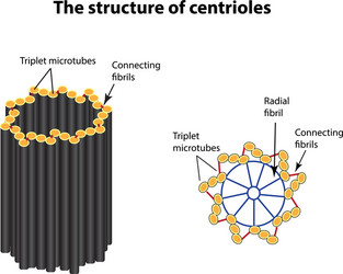 Centriole Structure and Function vector image