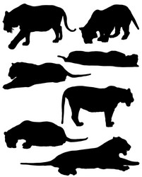 Tiger Silhouettes Collection Vector Image