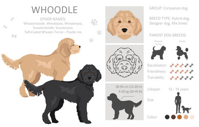 Whoodle clipart wheaten terrier poodle mix Vector Image