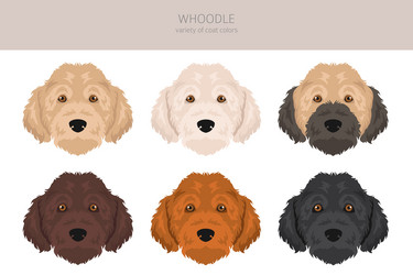 Whoodle clipart wheaten terrier poodle mix Vector Image