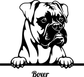 Boxer Dog Head - Isolated Portrait Vector Image