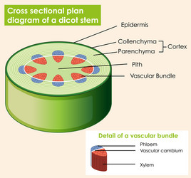 Diagram showing cross sectional plat dicot stem vector