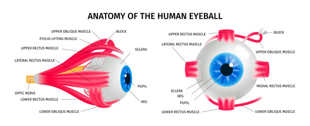 human eye anatomy concept set vector