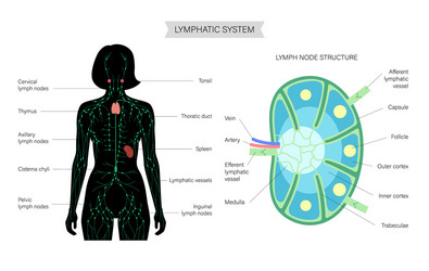 Lymph node anatomy Royalty Free Vector Image - VectorStock