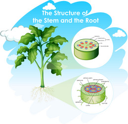 diagramm showing structure stem and root vector image