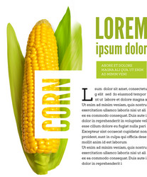 corn ear isolated on white with text block vector