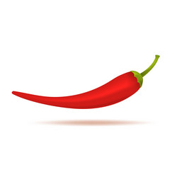 Red chili or cayenne pepper on white background vector