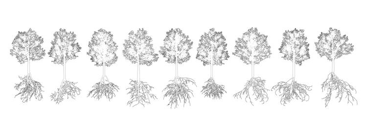 set of contours deciduous trees with root systems vector image