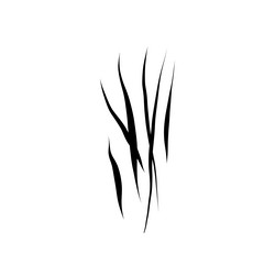 Animal Scratch Marks Vector Image