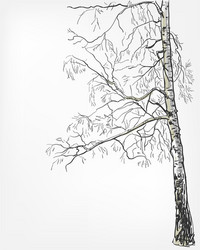 Birch Tree Sketch - Line Art Vector Image