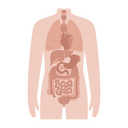 internal organs in male body vector