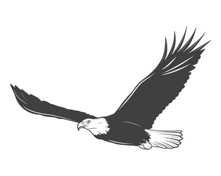 Soaring bald eagle portrait Royalty Free Vector Image
