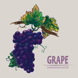 Digital detailed color grape hand drawn vector