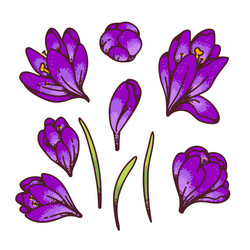 crocus violet saffron flower bud and leaves spring Vector Image